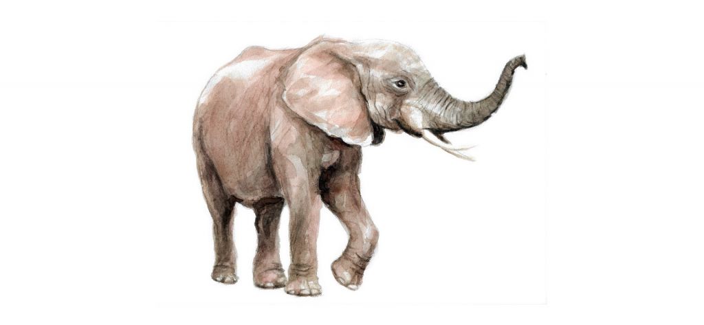 Elefant aus Aquarellfarbe