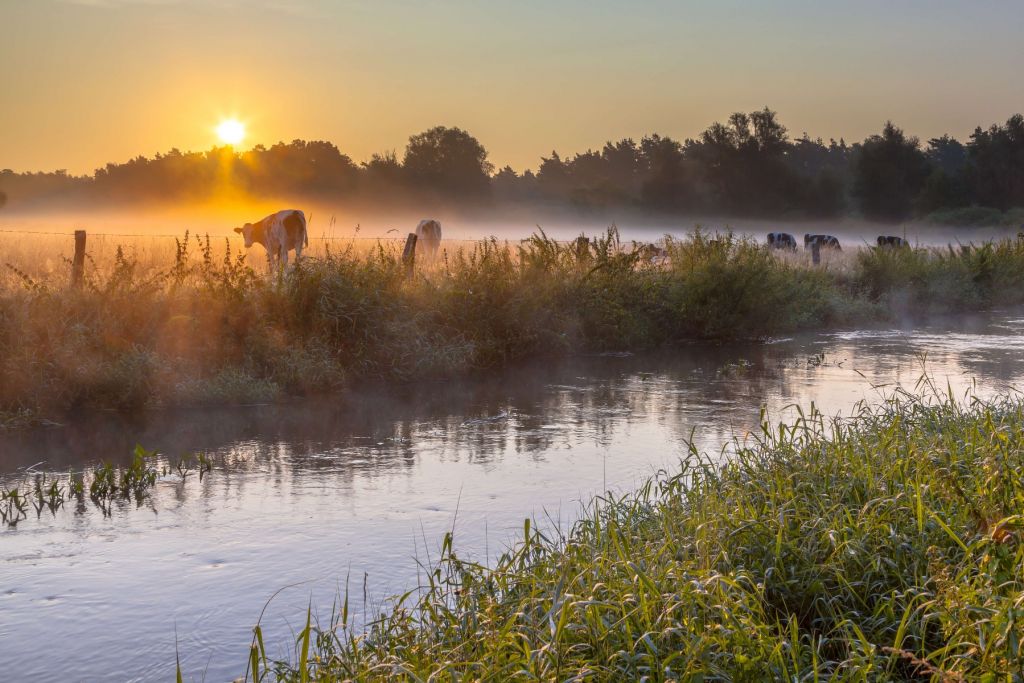 Kühe auf der Wiese