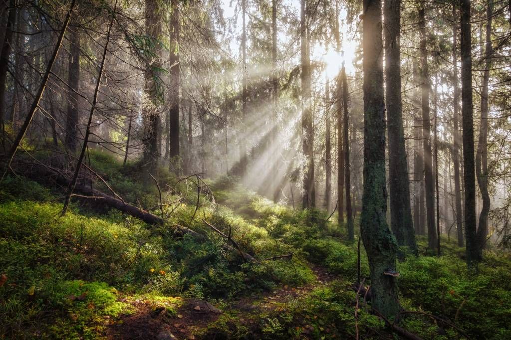 Tapete Herbstwald mit Sonnenstrahlen