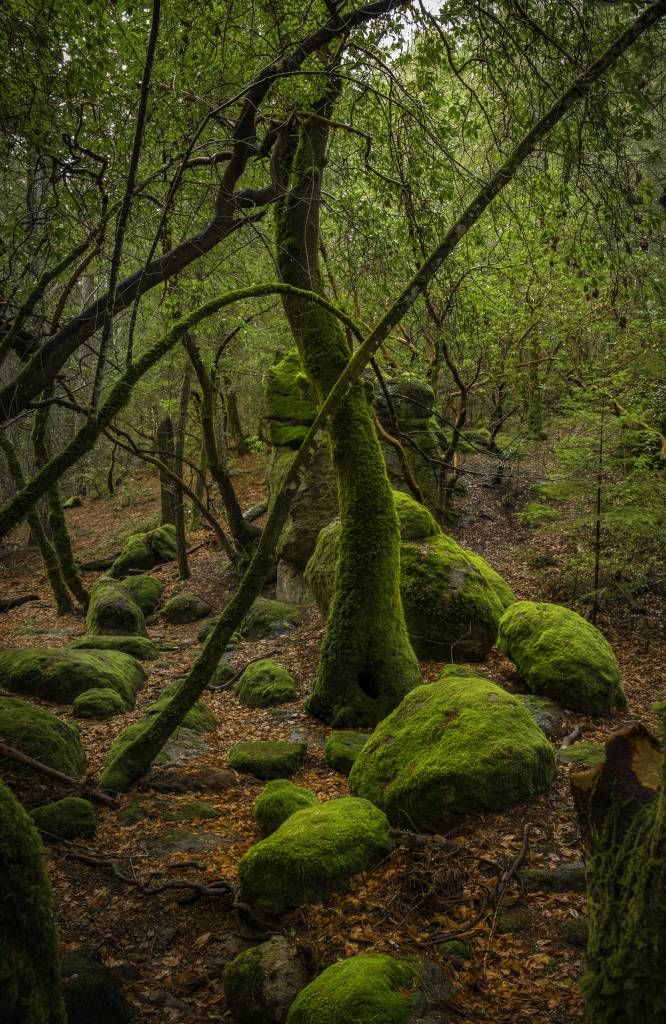 Baum mit Moos