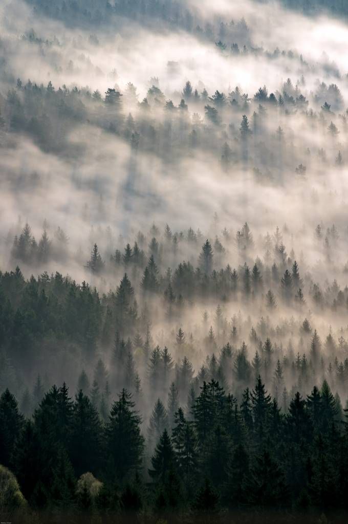 Tapete mit Kiefern und Nebel