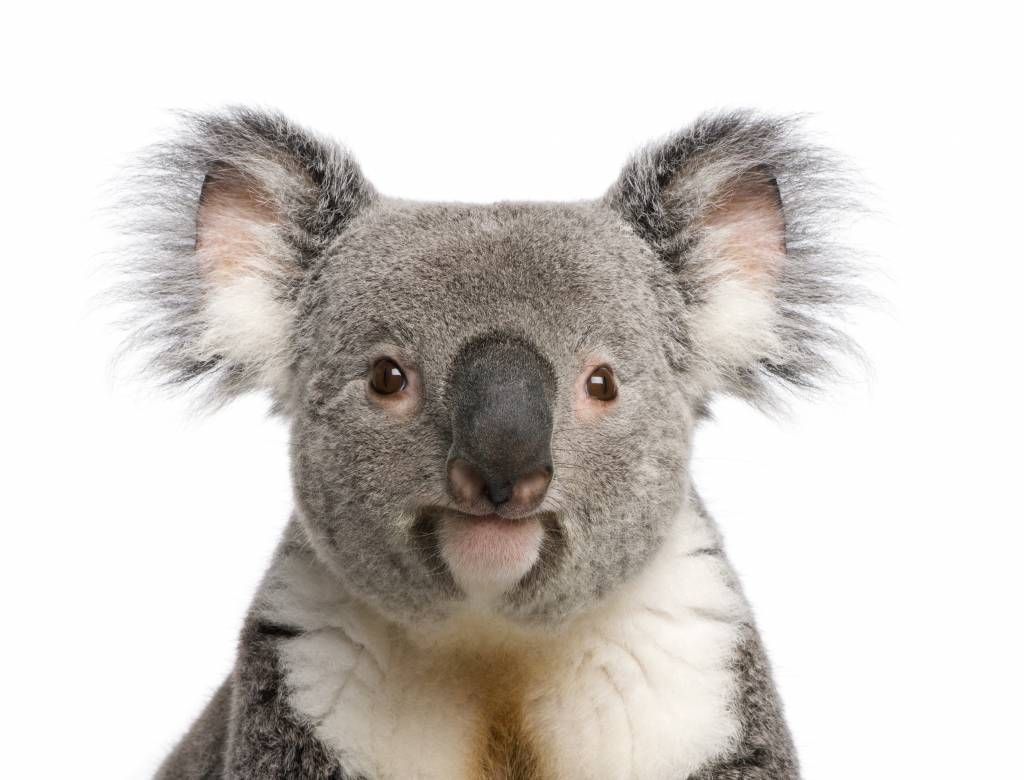 Koala