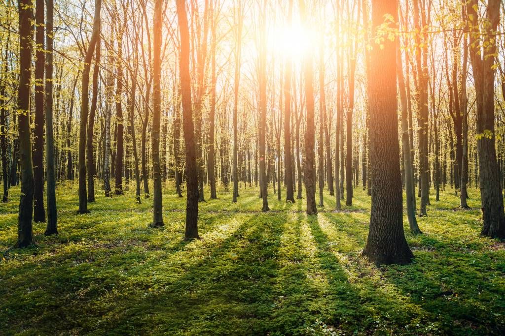 Sonnenstrahlen im Wald