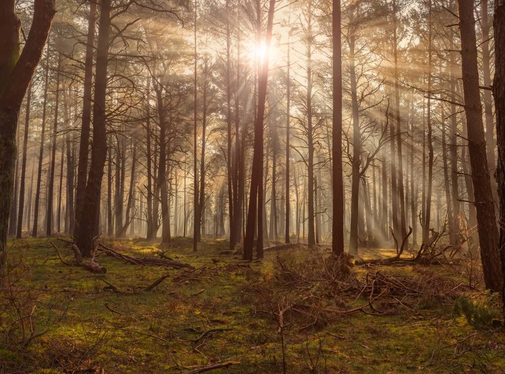 Wald mit hohen Bäumen