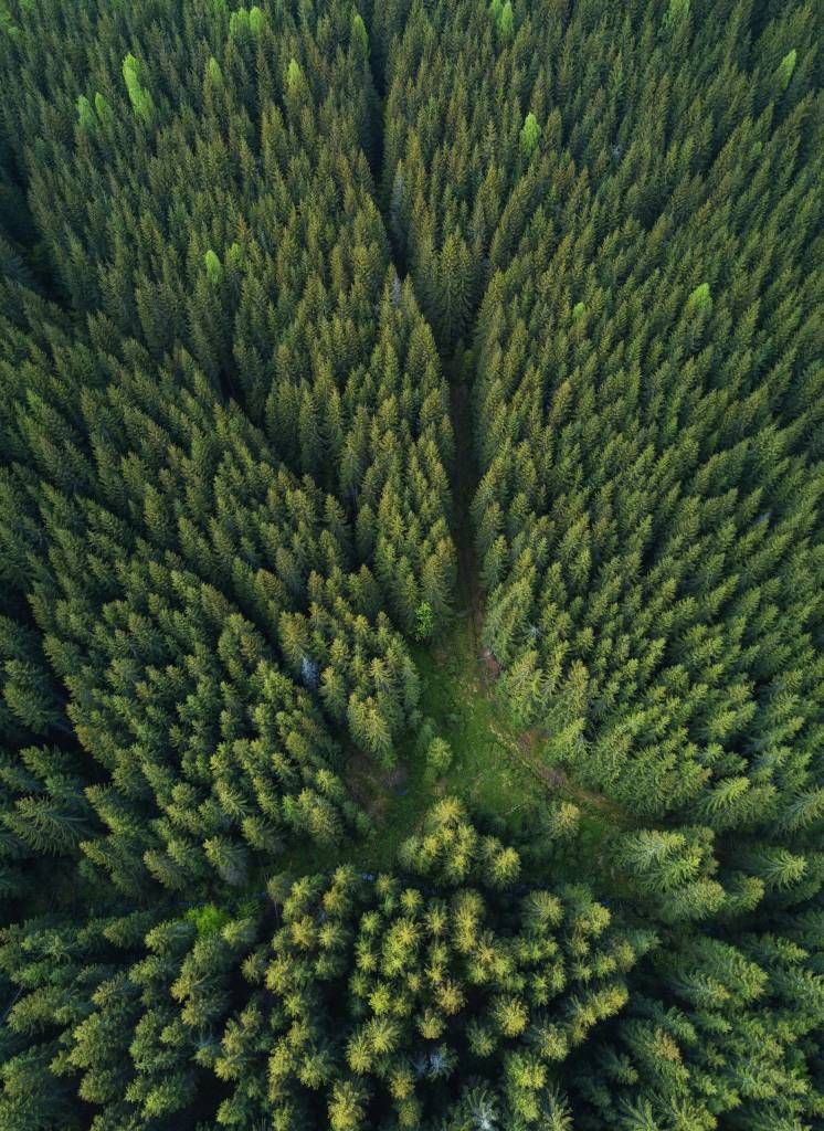 Kiefernwald von oben gesehen