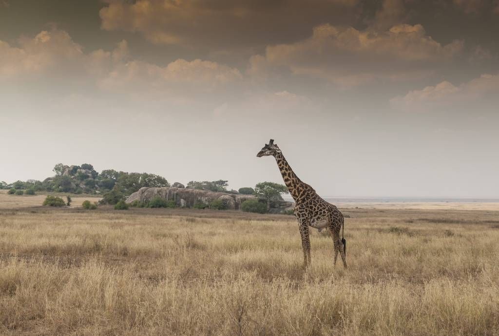 Giraffe in der Savanne