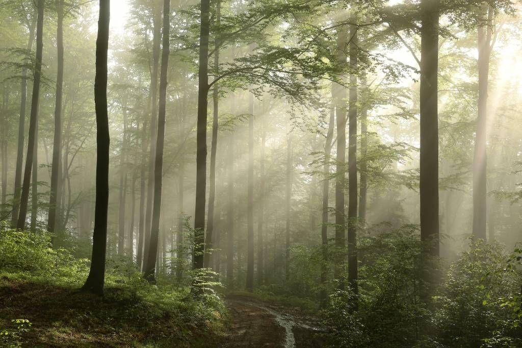 Grüner Wald im Nebel