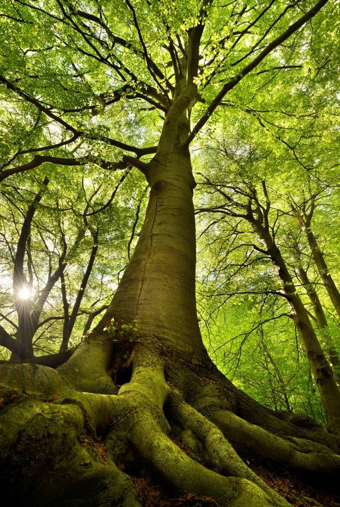 Großer Baum mit Wurzeln