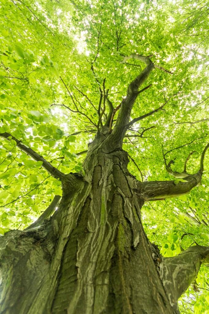 Großer Baum im Wald