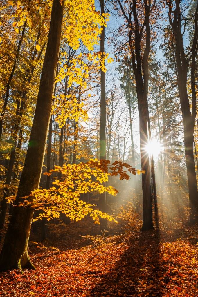 Tapete mit einem herbstlichen Wald