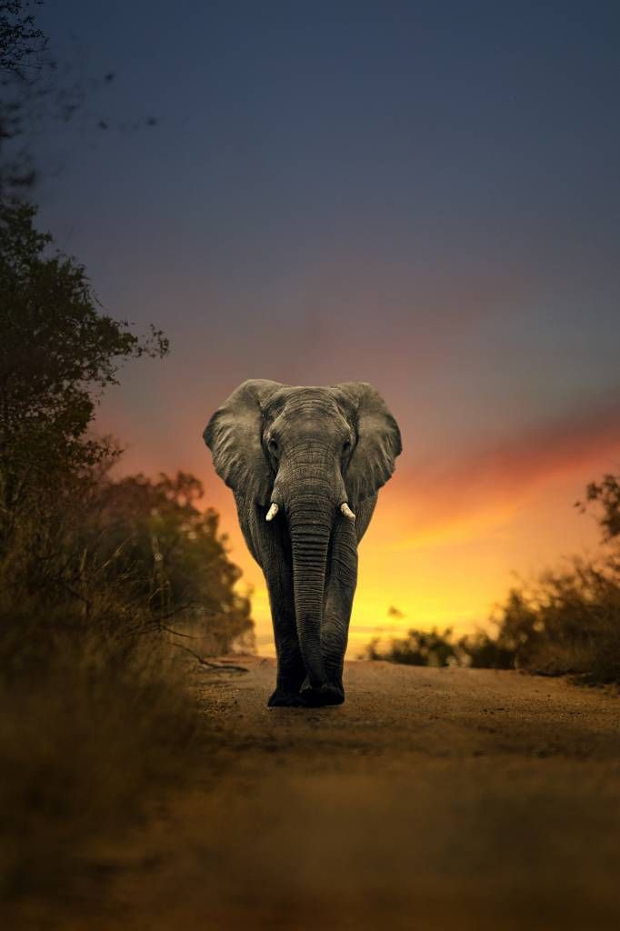 Elefant mit Sonnenuntergang