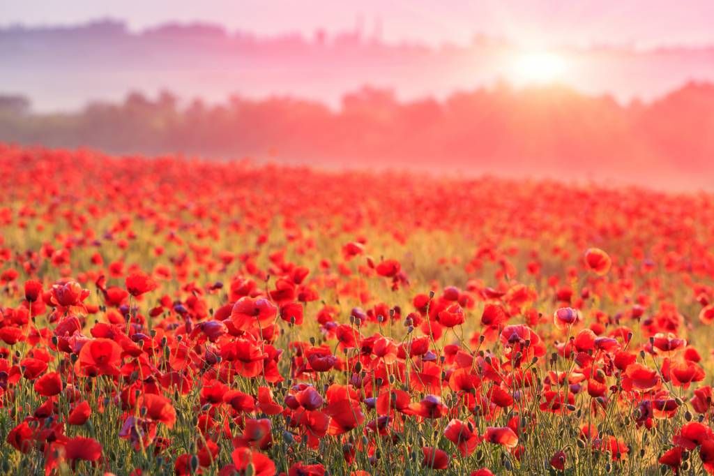 Feld mit Mohnblumen