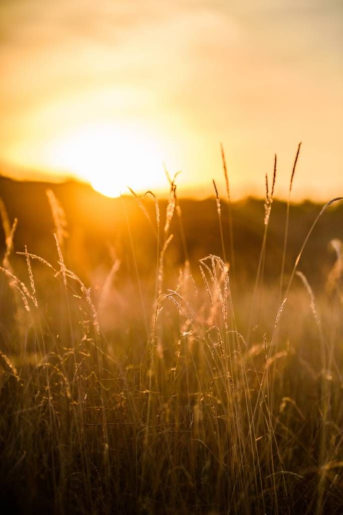 Sonnenuntergang zwischen dem Korn