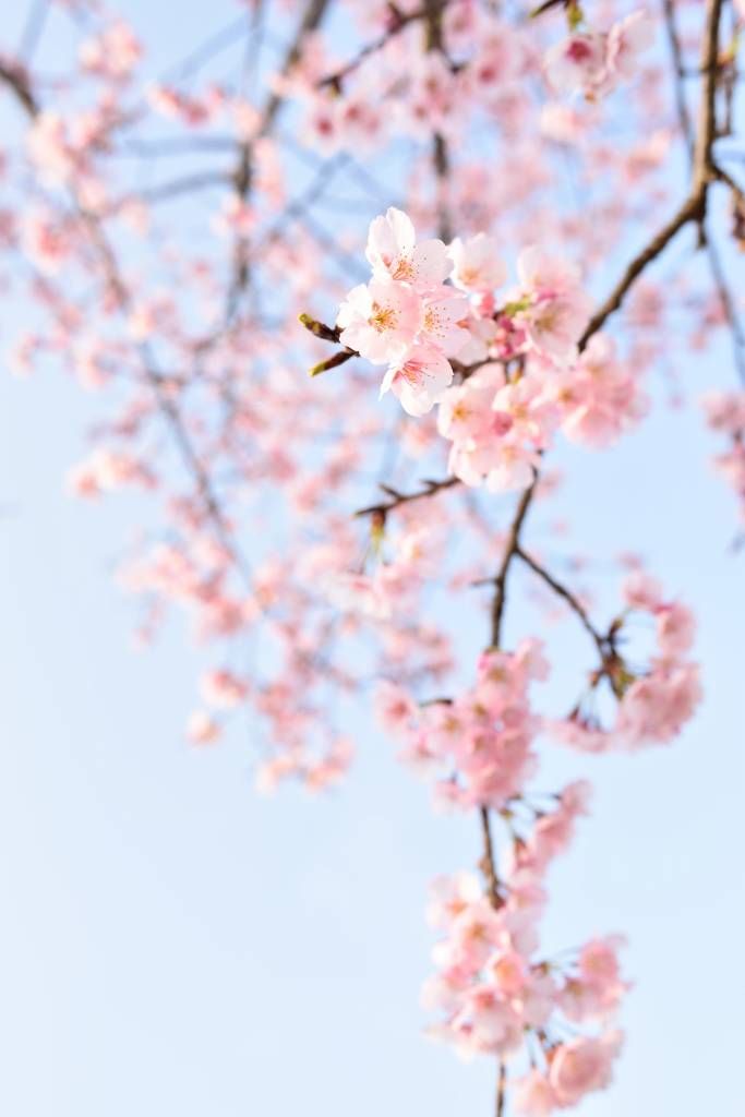 Japanische Blüten