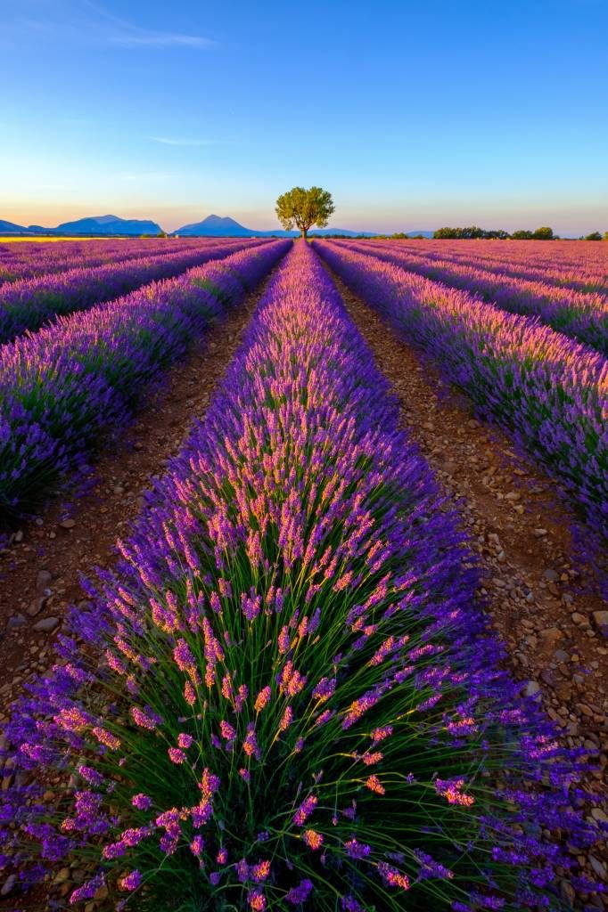 Lavendel im Sonnenlicht