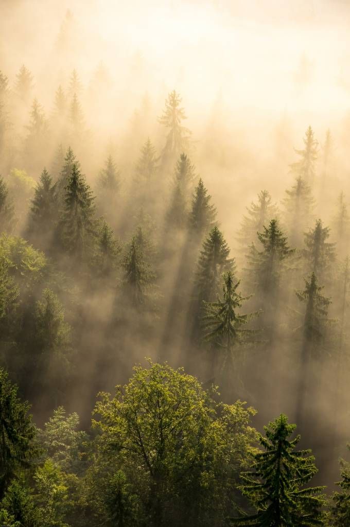 Nebel zwischen den Kiefern