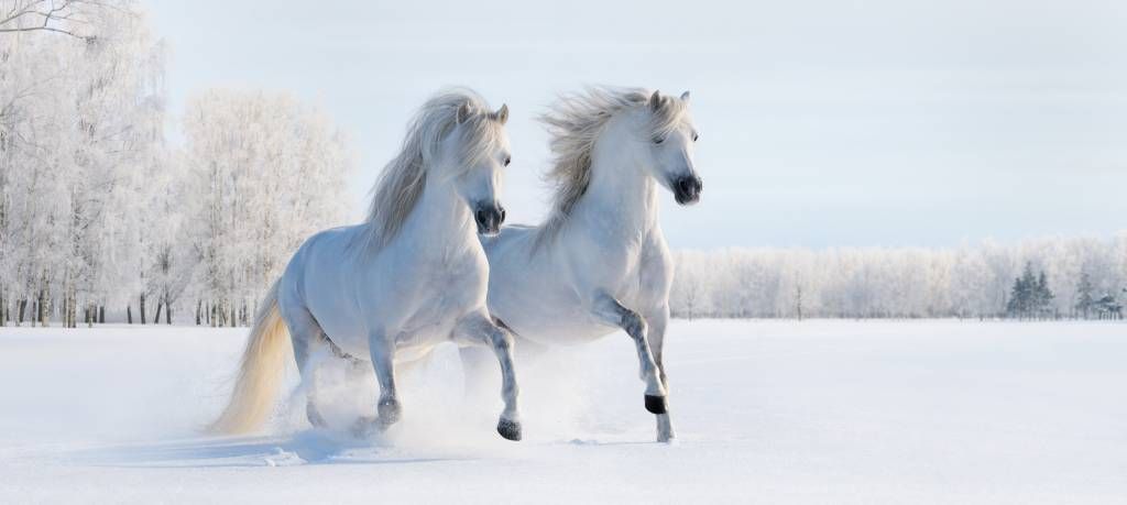 Pferde im Schnee