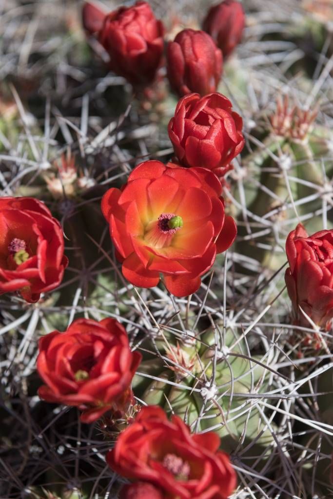 Rote Kaktusblumen