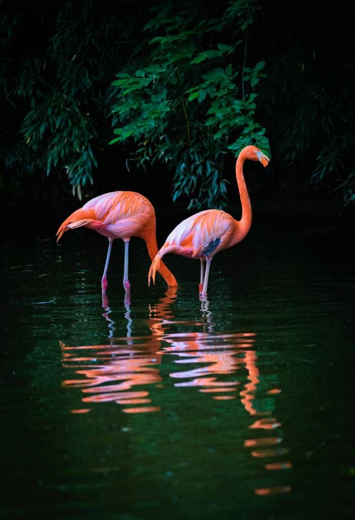 Karibische Flamingos