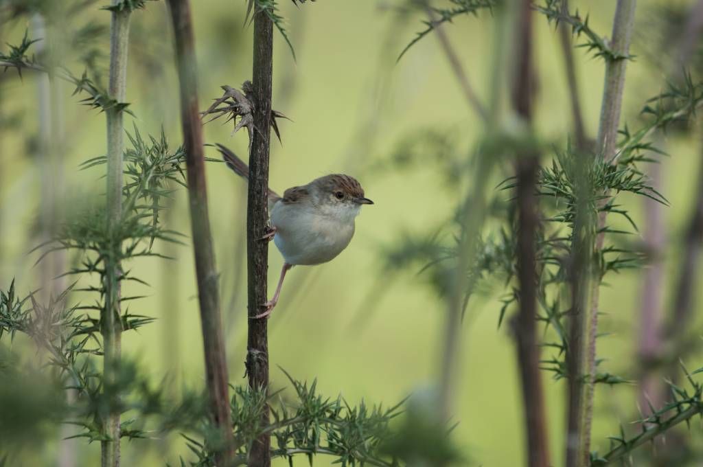 Vogel auf dem Zweig