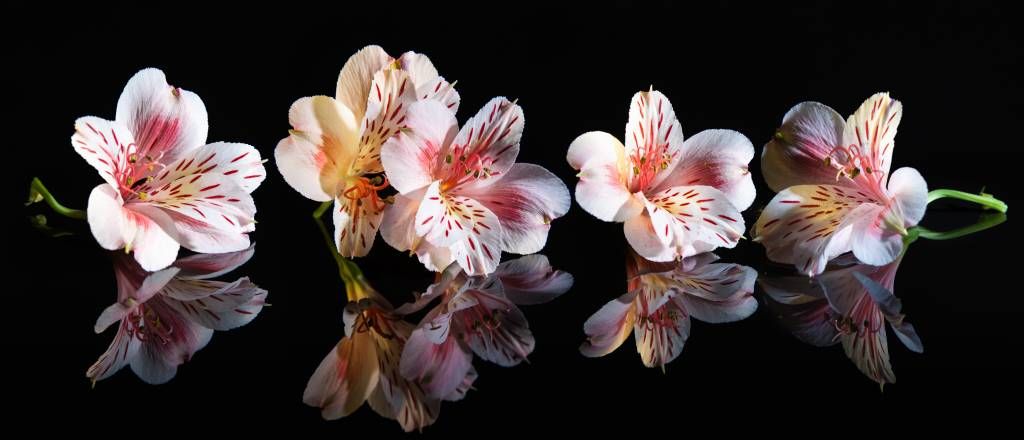 Alstroemeria blüht mit Reflexion