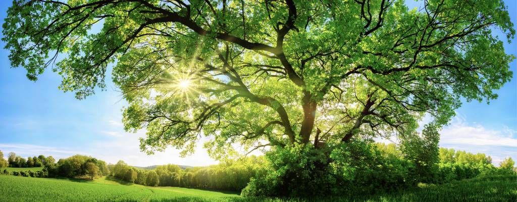 Baum mit Sonnenstrahlen