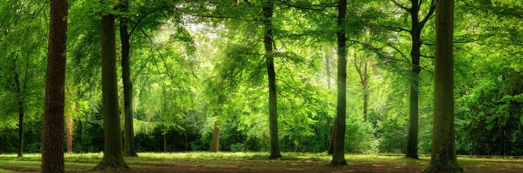 Wald mit leichtem Nebel