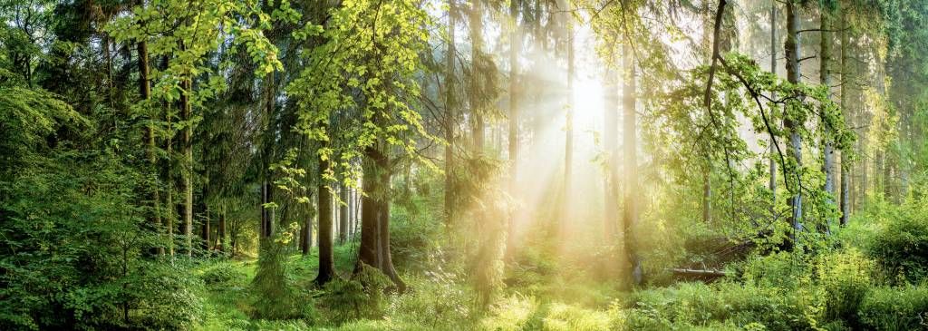 Waldlandschaft bei Sonnenaufgang