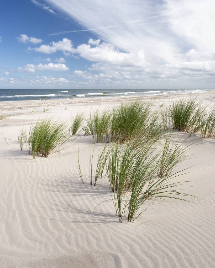 Strand mit Dünenpflanzen