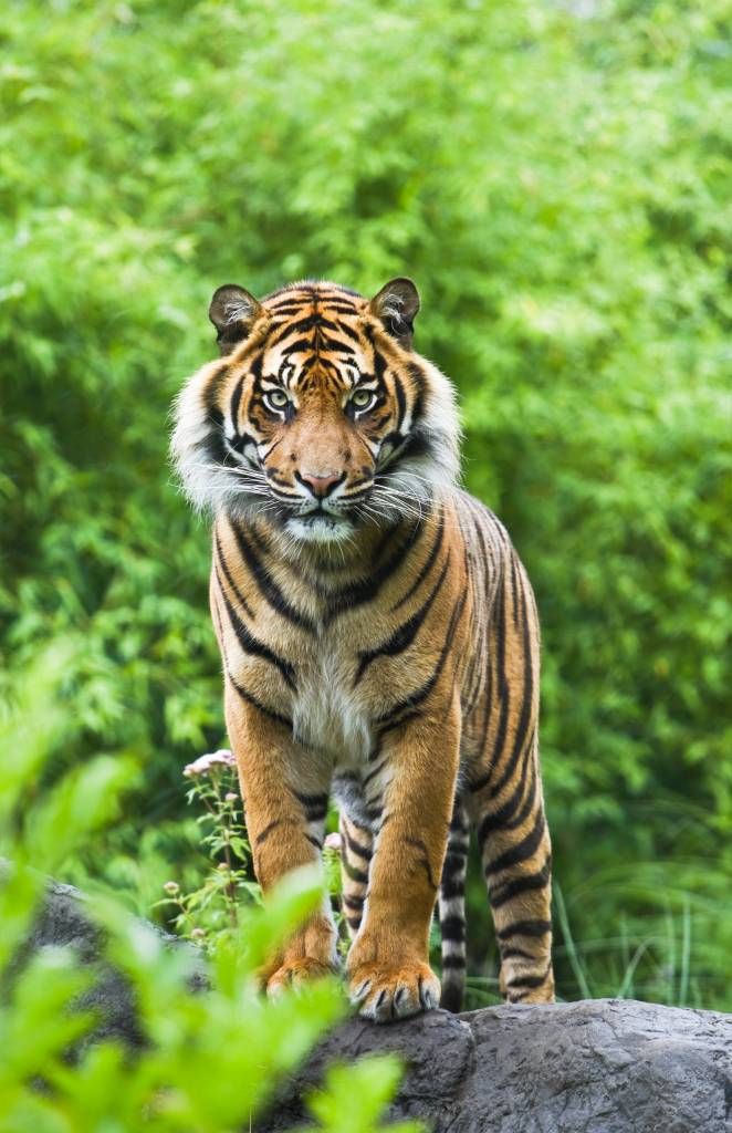 Tiger auf einem Stein