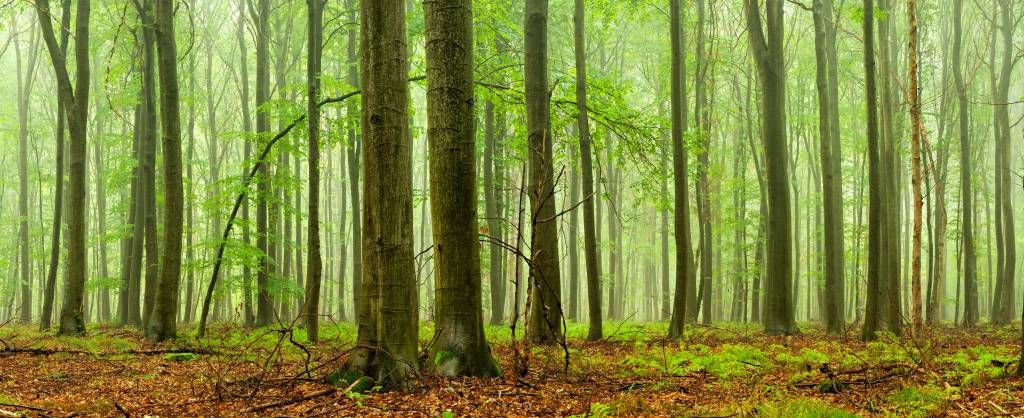 Wald mit Buchen