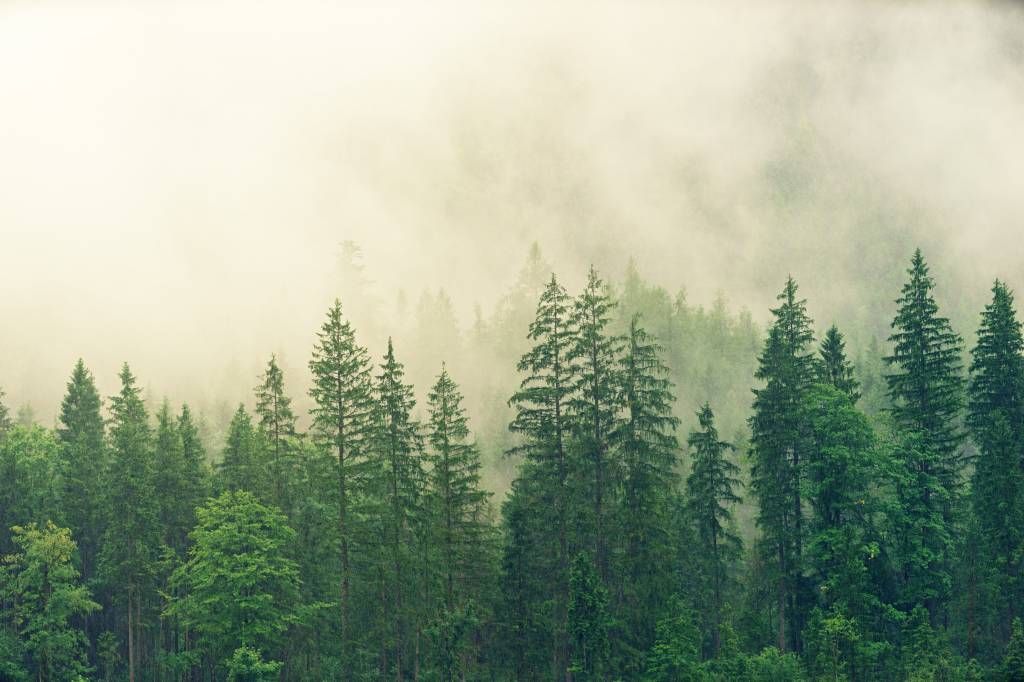 Kiefern im Nebel