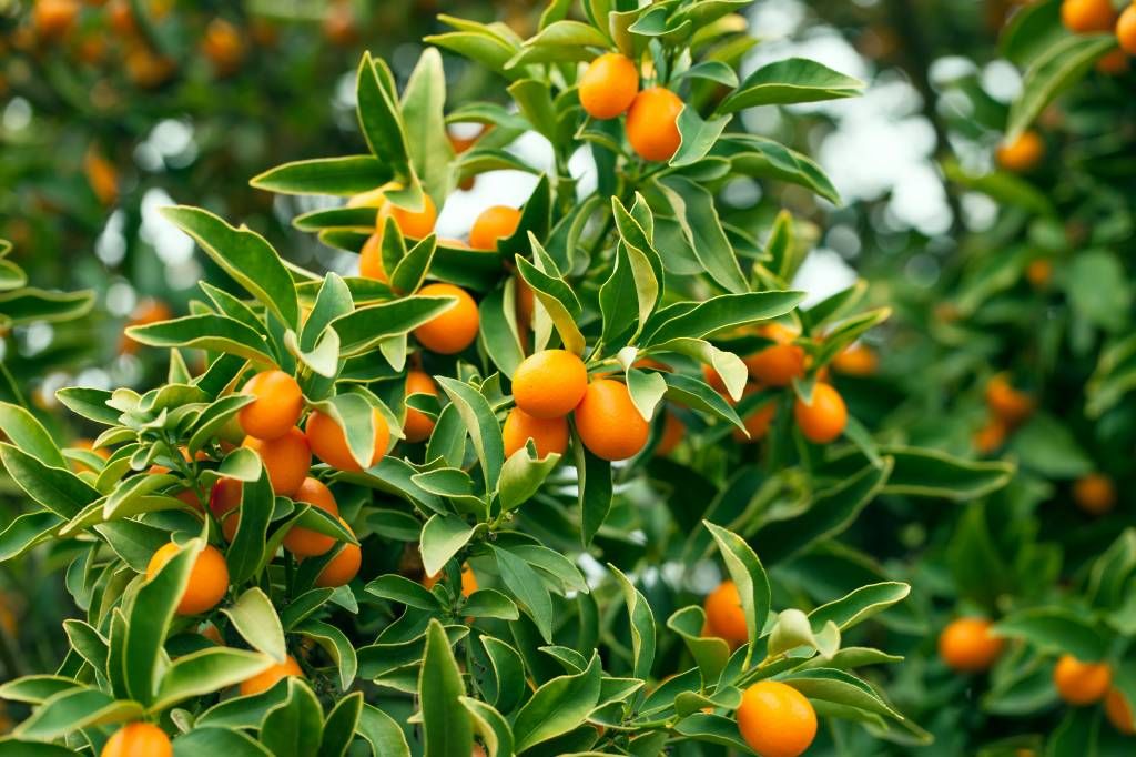 Obstbaum