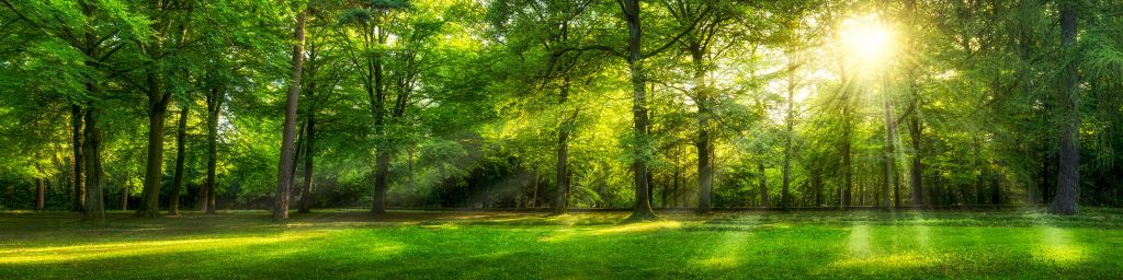 Grüner Wald