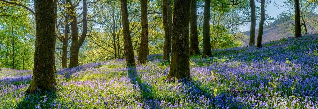 Panorama des Frühlings im Wald