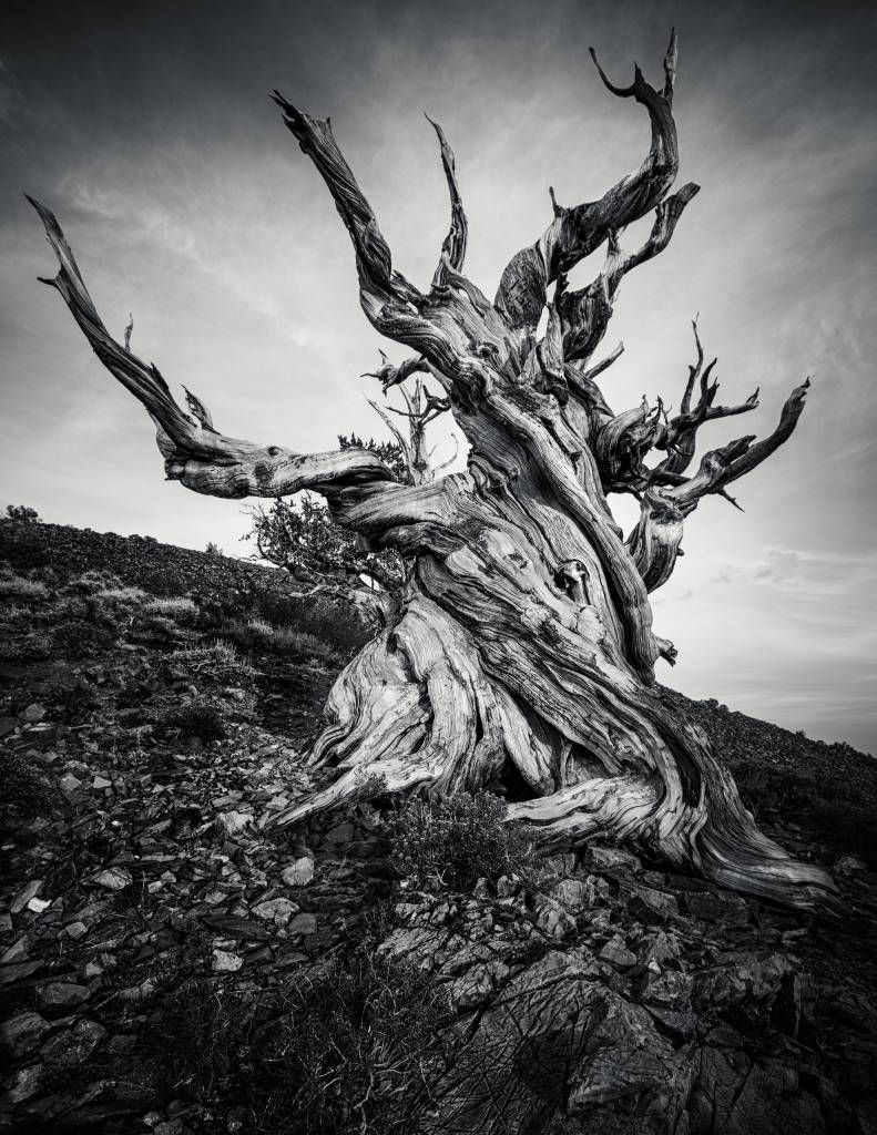 Methusalem Baum auf Fototapete