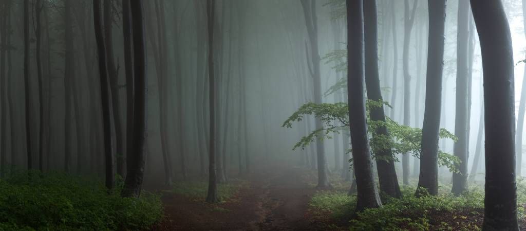 Panorama Nebeliger Wald