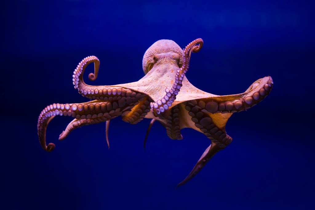 Oktopus