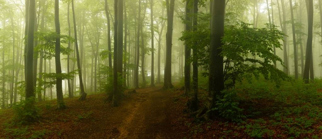 Weg durch nebligen grünen Wald