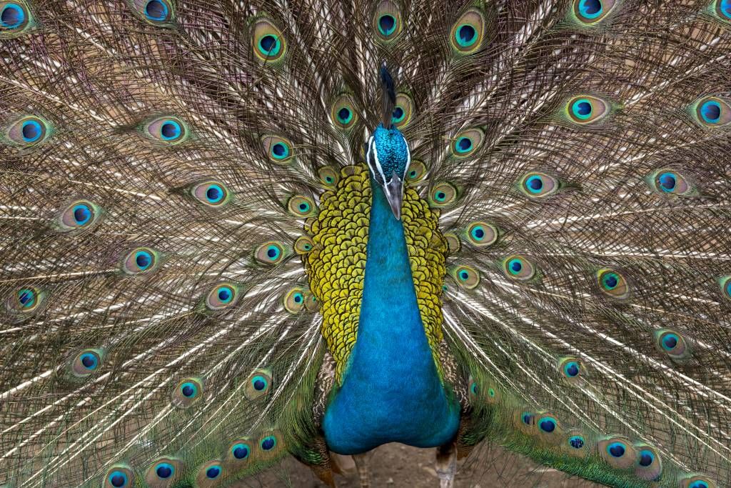 Pfau mit aufgeplusterter Federn