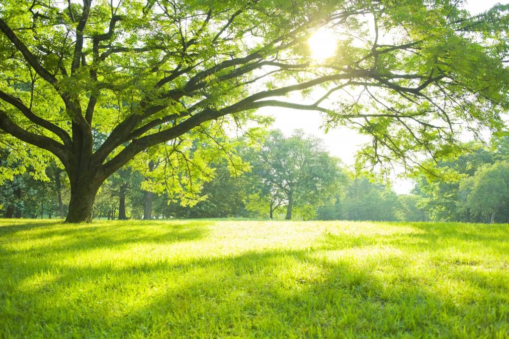 Schöner Baum mit grünem Gras