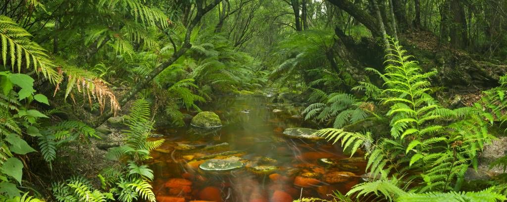 Fluss im Regenwald