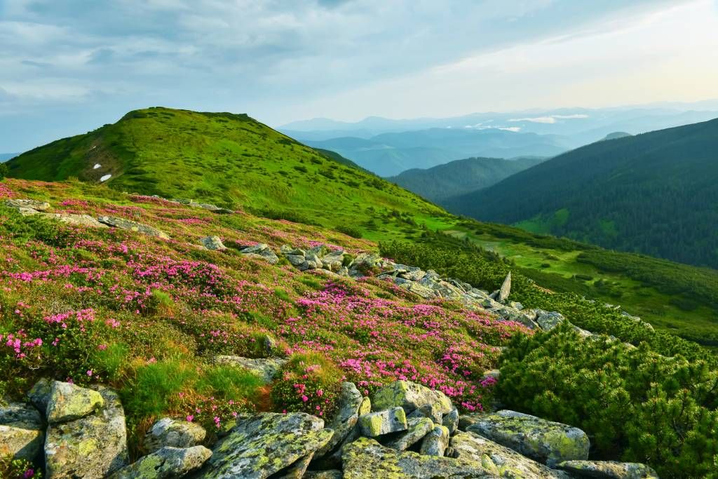 Rhododendron in die Bergen