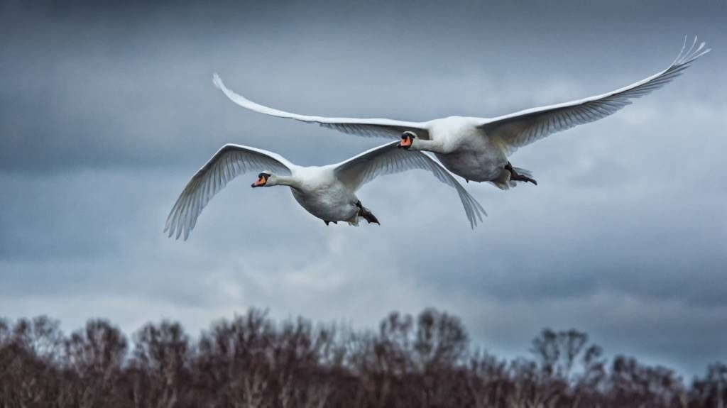 Fliegende Schwäne