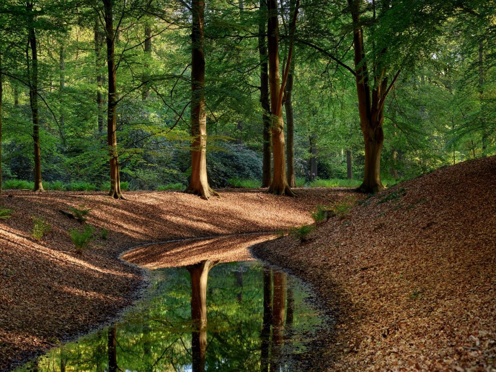 Bächlein im Wald