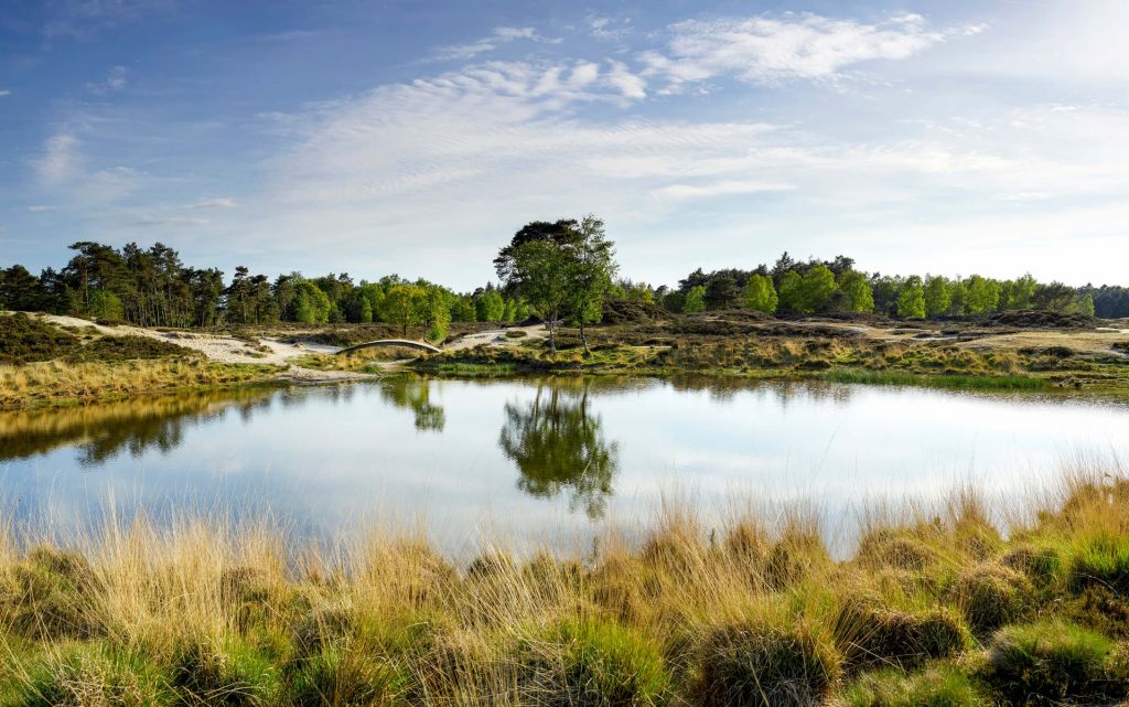 Ein kleiner Waldsee in der Heide