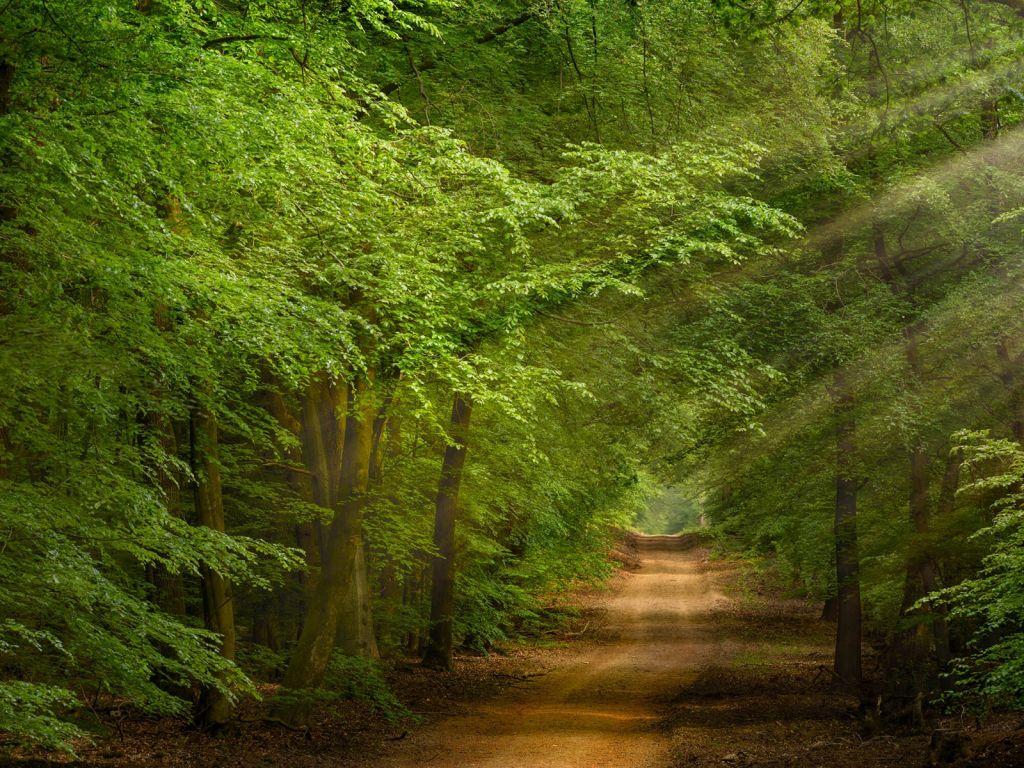 Weg im Wald mit Sonnenstrahlen