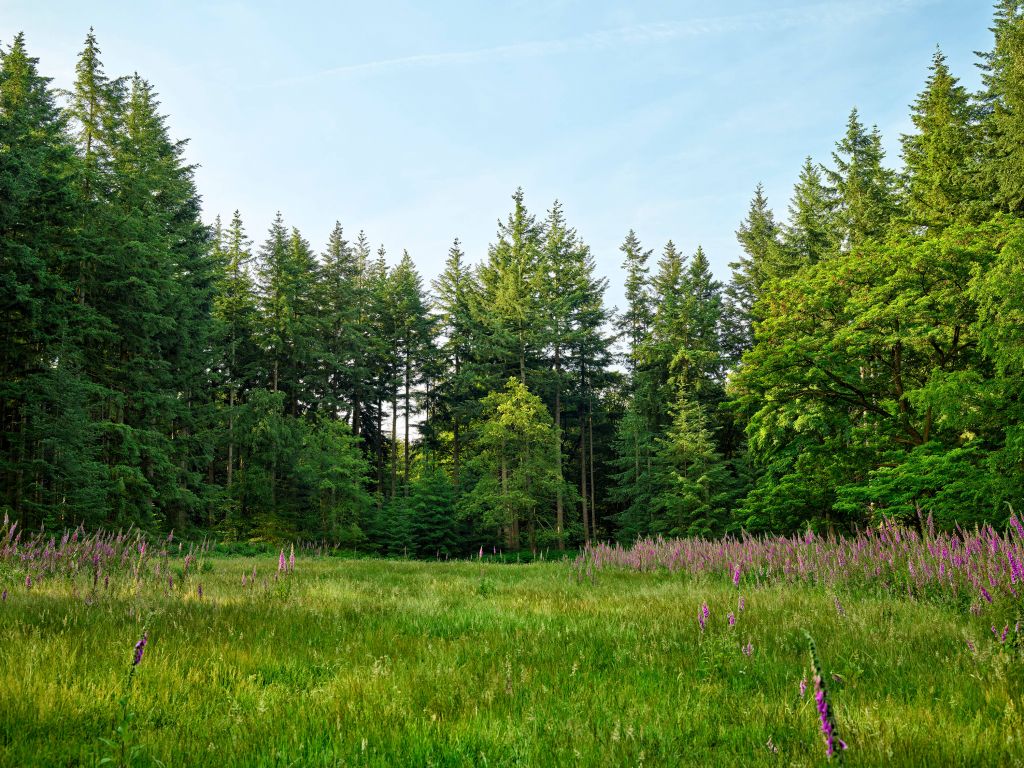 Offener Raum im Wald