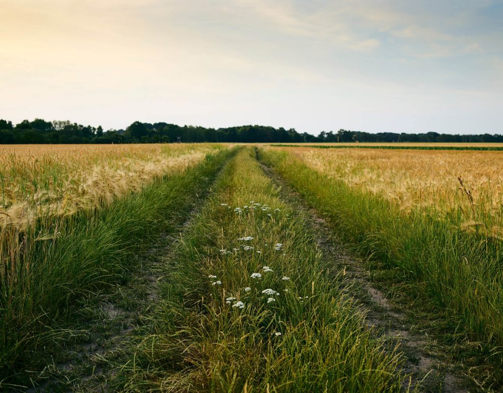 Spuren im Kornfeld