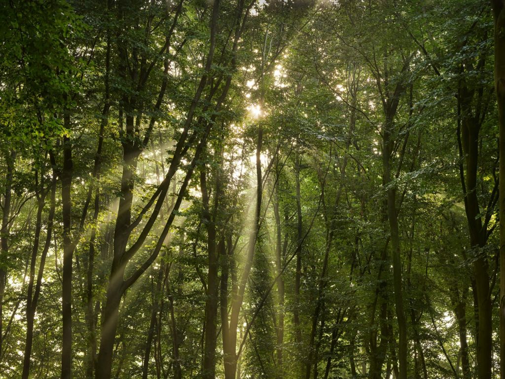 Sonnenschein im Wald